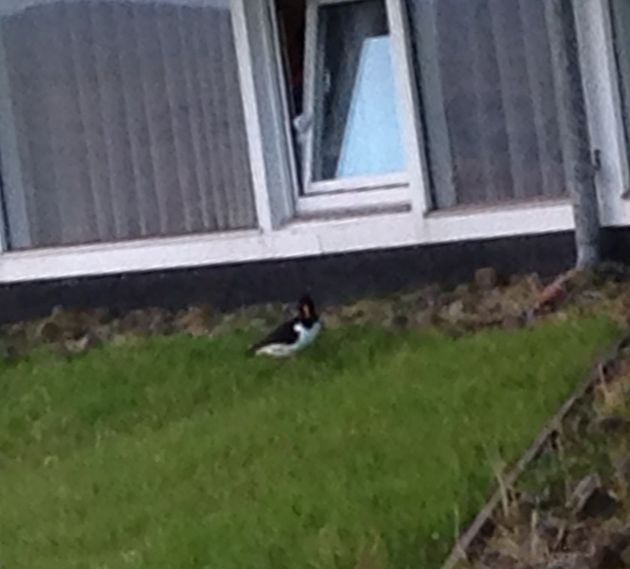 Sven utanför ramarummet 