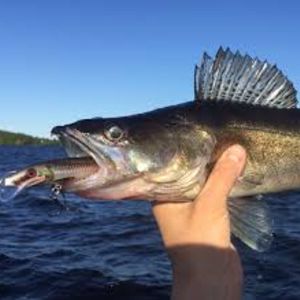 Huggkroken in action